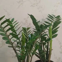 گل طبیعی|گل و گیاه طبیعی|مشهد, خرمشهر|دیوار