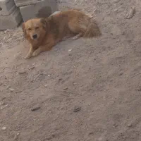 سگ پاکوتاه|سگ|طبس, |دیوار