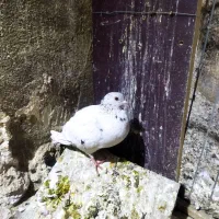 چند تا کفتر خوب معاوظ با قناری نر.سهره. ایر پاد|پرنده|قرچک, مهدیه|دیوار