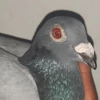 کبوتر مسافتی