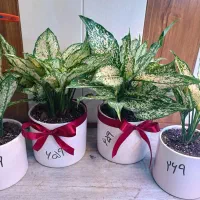 حراج گل های آپارتمانی.بنسای شامادورا فیکوس آگلونما