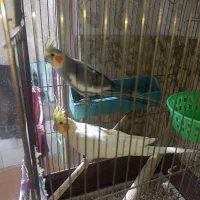 فروش عروس هلندی