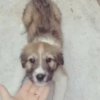 قدرجونی خوش ذات|سگ|شیراز, سعدیه شمالی|دیوار