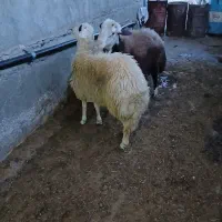 قوچ|حیوانات مزرعه|بروجرد, |دیوار