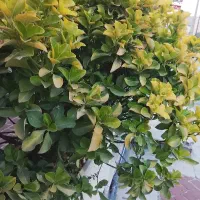 باغ-شهری