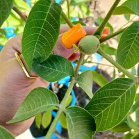 نهال گردوی خوشه ای دیرگل و پربار و زودبازده