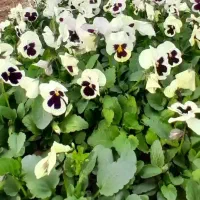 گل و گیاه فصلی|خدمات باغبانی و درختکاری|پاکدشت, پاکدشت (مامازند)|دیوار