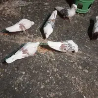 کبوتر|پرنده|بروجرد, |دیوار