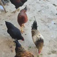 ۴عدد خروس سالم