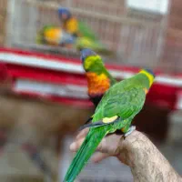 لریکیت رد کالر جوجه شش ماهه تا جفتهای مولد|پرنده|اصفهان, حسینآباد|دیوار