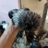 جوجه مرغ خروس سلطان