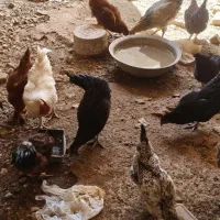 خروس محلی
