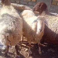 میش داشتی و بره نر پای پروار|حیوانات مزرعه|اسفراین, |دیوار