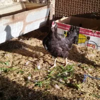 تخم مرغ نطفه دار|حیوانات مزرعه|خورموج, |دیوار