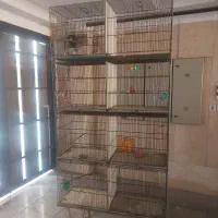 قفس هشت خان (غلامی)|لوازم جانبی حیوانات|تهران, قیام|دیوار