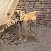 سگ نگهبان سفت سرابی|سگ|مرند, |دیوار