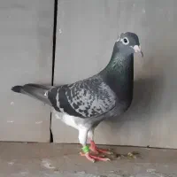 کبوتر مسافتی پلاکی جان آردن