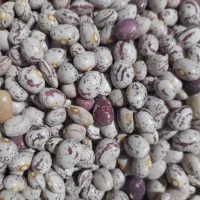 فروش‌لوبیا