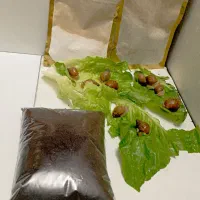 حلزون برای پوست