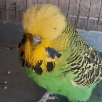 ۶ عدد مرغ عشق انگلیسی گرید آ ((نر ))