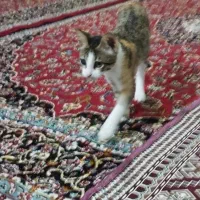 بچه گربه دوماهه