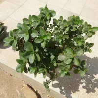 گل. زیبا|گل و گیاه طبیعی|سبزوار, توحیدشهر|دیوار