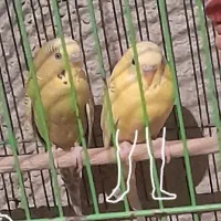 برایه فروش|پرنده|چاروسا, |دیوار