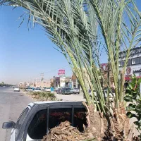 فروش نخل خرما ونهال مرکبات ارسال رایگان|گل و گیاه طبیعی|یزد, |دیوار