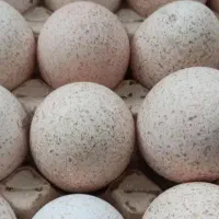 فروش تخم بو قلمون نطفه دار