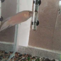 گورامی بهشتی