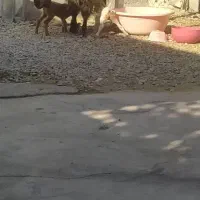 بز دو قلو زا|حیوانات مزرعه|چرام, |دیوار