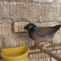 مرغ مینا
