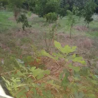 فروش فوری باغچه ۲۵۲ متری جاده نظامی میدانسر