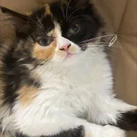 واگذاری پرشین های زیبا