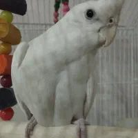 عروس هلندی آلبینو