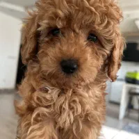 توی پودل کوچولو|سگ|رشت, گلسار|دیوار