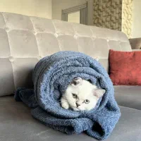 بریتیش آلفا سفید چشم آبی