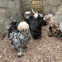 مرغ خروس سلطان