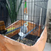 عروس هلندی نر سخنگو دستی