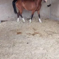 مادیان درهشوره