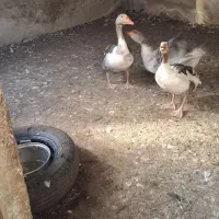 غاز|حیوانات مزرعه|سهند, |دیوار