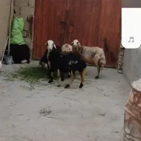 فروش چهارراس میش یک راس نربز|حیوانات مزرعه|زند, |دیوار