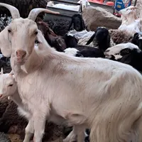 بزسانن با دوتابزغاله وبره نر