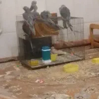 عروس هلندی 5ماهه