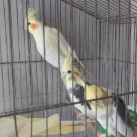 حراج طوطی عروس هلندی|پرنده|رشت, استقامت ۱|دیوار
