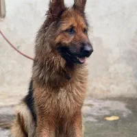 ژرمن ماده شولاین