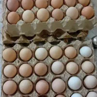 تخم مرغ محلی|خوردنی و آشامیدنی|زنجان, |دیوار