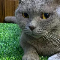 اسکاتیش لیلاک به علت مهاجرت|گربه|تهران, گیشا|دیوار