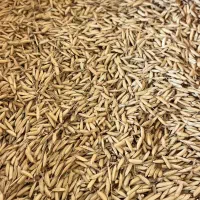 تخم جو هاشمی اعلا