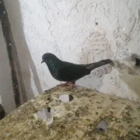 کبوتر|پرنده|آزادشهر, |دیوار